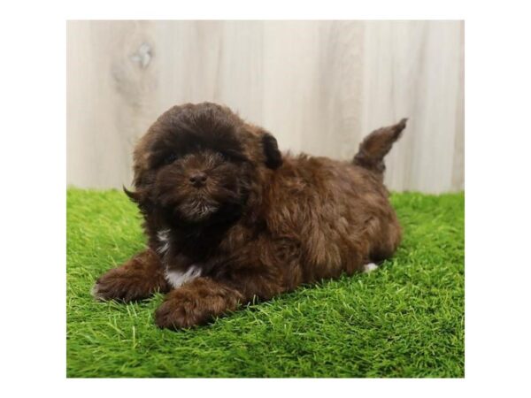 Shihpoo-DOG-Female-Liver-2937-Petland Katy - Houston, Texas