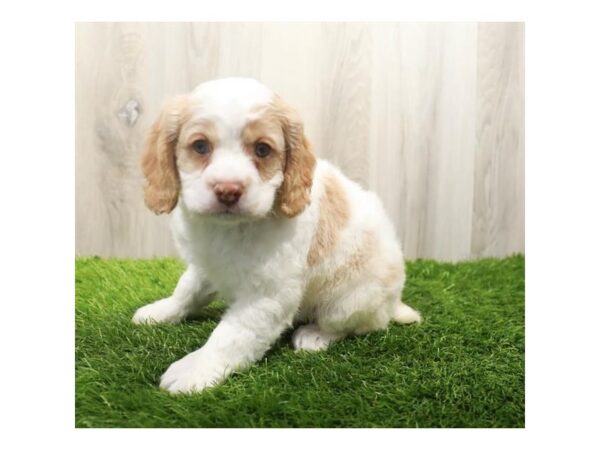 Cocker Spaniel-DOG-Female-Buff & White-2938-Petland Katy - Houston, Texas