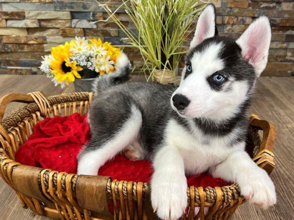 Siberian Husky-DOG-Male-Black & White-2932-Petland Katy - Houston, Texas