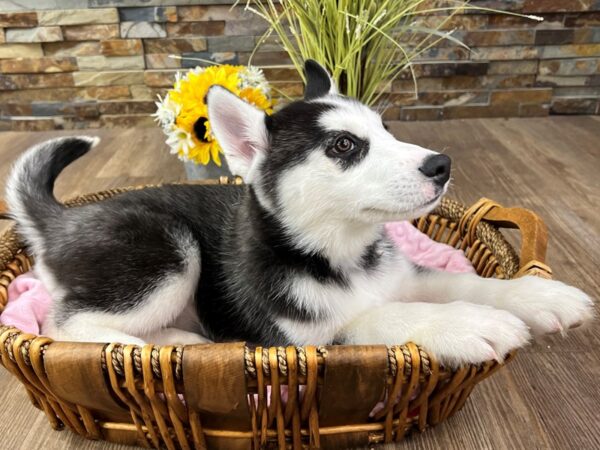 Siberian Husky-DOG-Female-Black & White-2933-Petland Katy - Houston, Texas