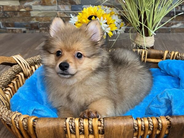 Pomeranian-DOG-Male-Sable-2921-Petland Katy - Houston, Texas