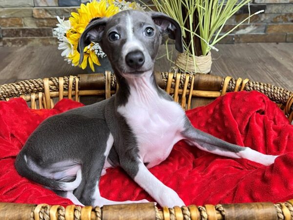 Italian Greyhound-DOG-Male-Blue & White-2929-Petland Katy - Houston, Texas