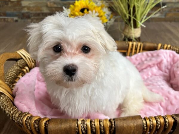 Maltese-DOG-Female-White-2923-Petland Katy - Houston, Texas