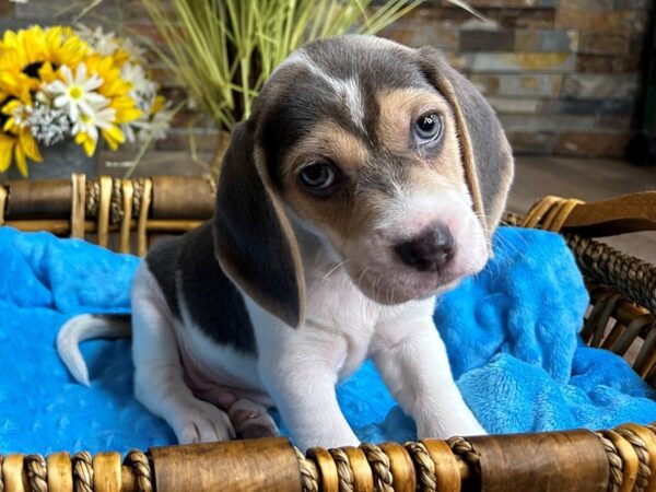 Beagle-DOG-Male-Blue Tri-2930-Petland Katy - Houston, Texas