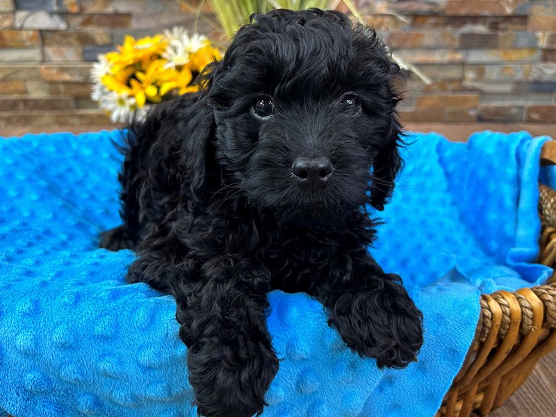2nd Gen Cockapoo Dog Male Black 2939
