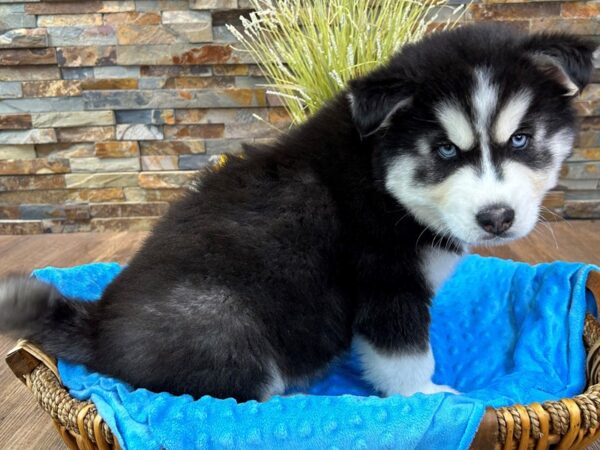 Siberian Husky-DOG-Male-Black & White-2942-Petland Katy - Houston, Texas