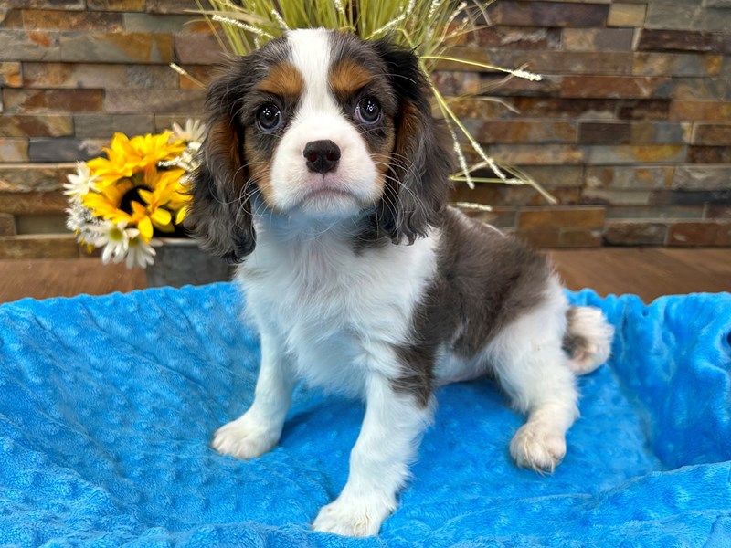 Cavalier King Charles Spaniel Dog Male Blue Merle & White 2951