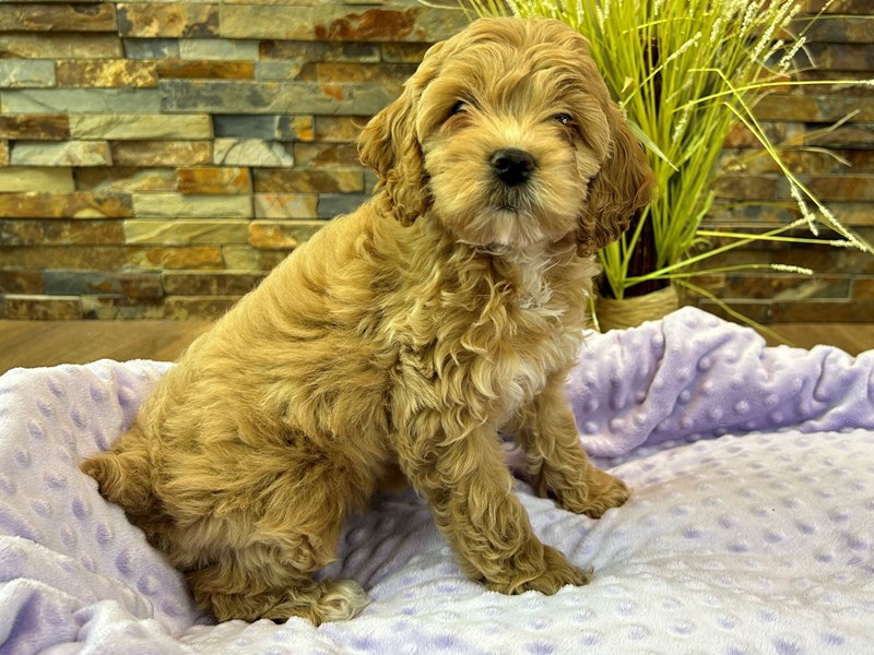 2nd Gen Cockapoo Dog Female Golden 2940