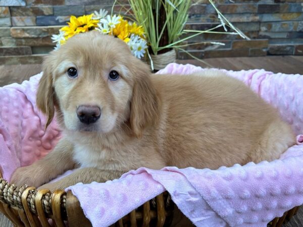 Golden Retriever-DOG-Female-Golden-2946-Petland Katy - Houston, Texas