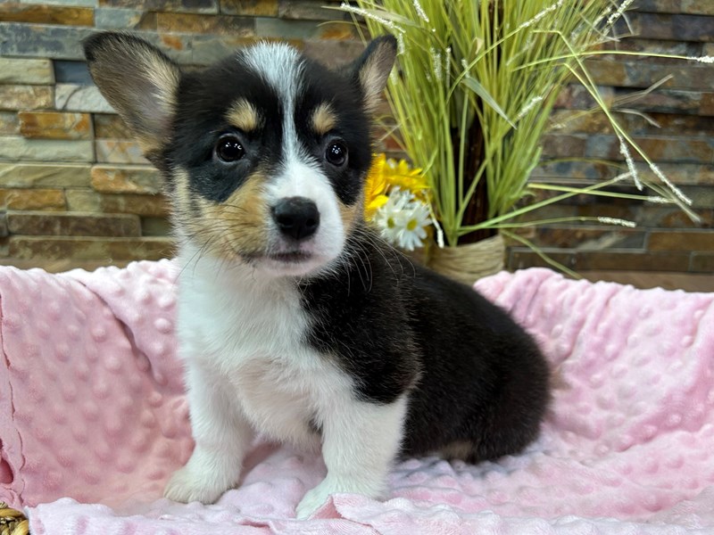 Corgi Inhouston Pembroke Welsh Corgi Small Animal Black Tri ID:3037 Located at Petland ...