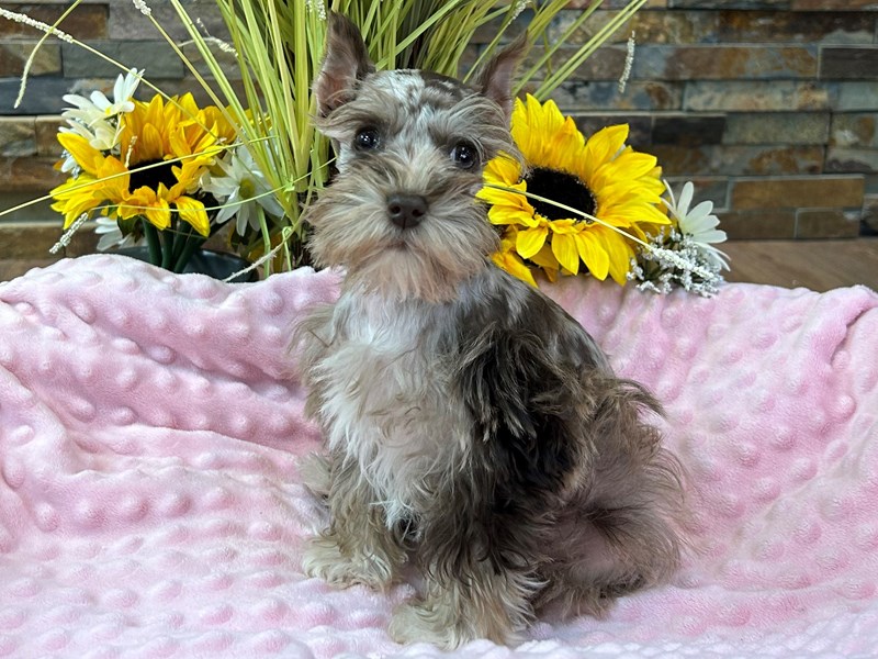 Miniature Schnauzer Dog Female Liver Merle 2953