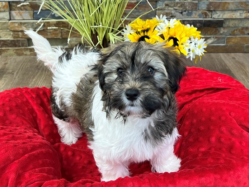 Havanese Dog Male Sable & White 2962