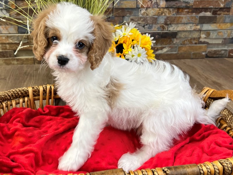 Cavapoo Dog Male Blenheim 2964