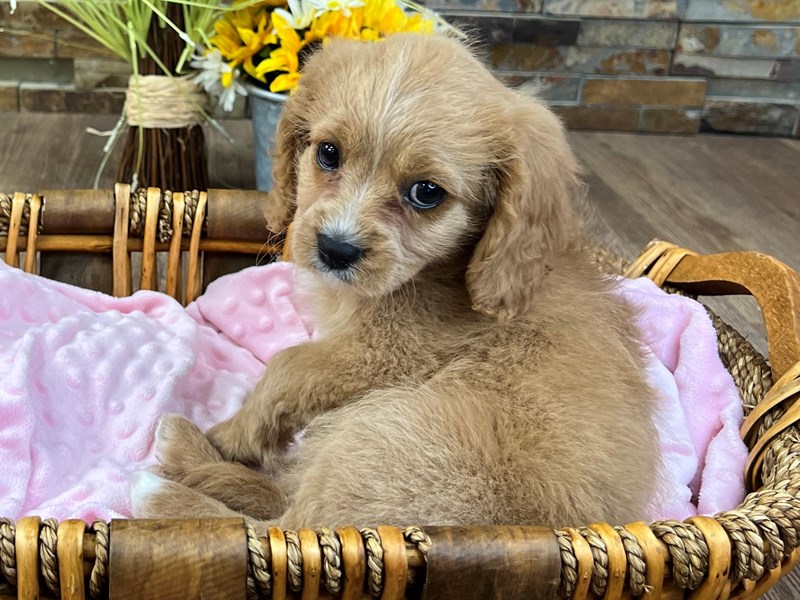 Cavapoo Dog Female Ruby 2965