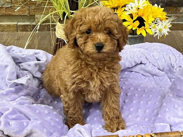 Miniature Poodle-DOG-Female-Red-2955-Petland Katy - Houston, Texas