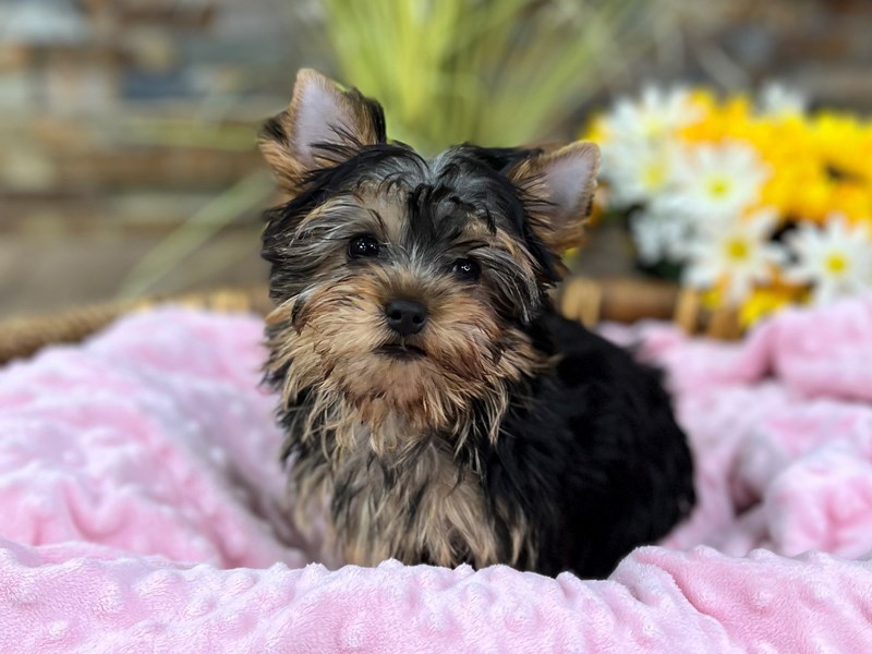 Yorkshire Terrier Dog Female Blue & Gold 2954