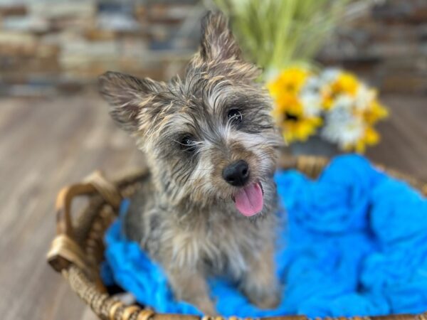 Cairn Terrier-DOG-Male-Wheaten-2928-Petland Katy - Houston, Texas