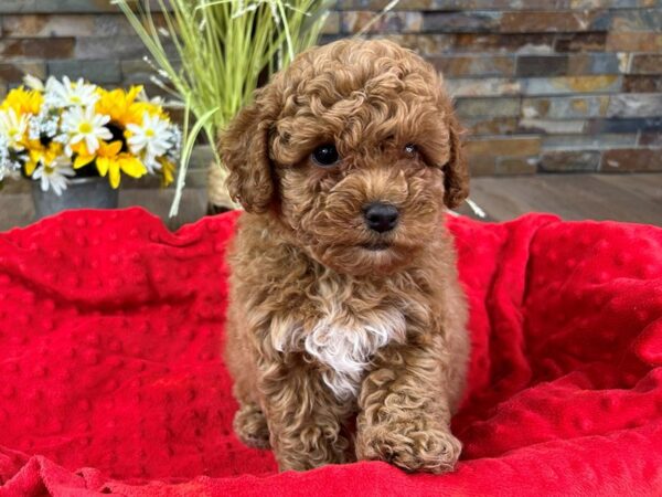 Cavapoo-DOG-Male-Red-2988-Petland Katy - Houston, Texas