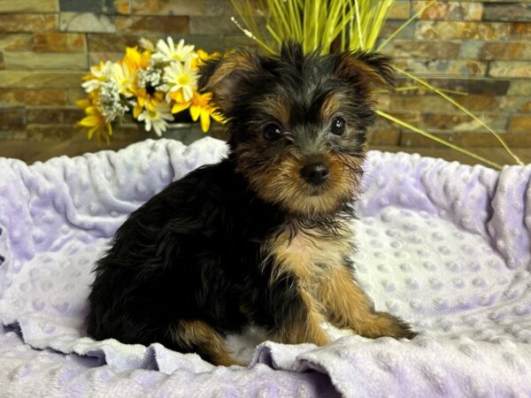 Yorkshire Terrier-DOG-Female-Black & Tan-2974-Petland Katy - Houston, Texas
