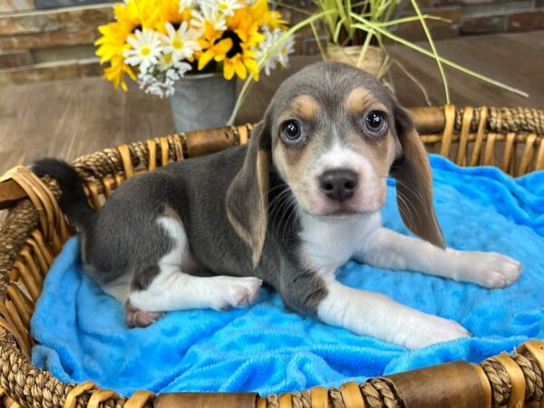 Beagle-DOG-Male-Grey & White-2984-Petland Katy - Houston, Texas