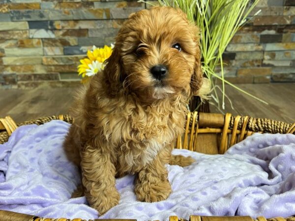 Cavapoo-DOG-Female-Red-2986-Petland Katy - Houston, Texas