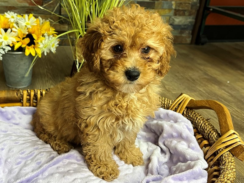 Cavapoo Dog Female Red 2987