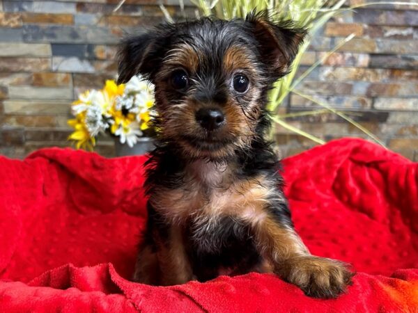 Yorkshire Terrier-DOG-Male-Black & Tan-2973-Petland Katy - Houston, Texas