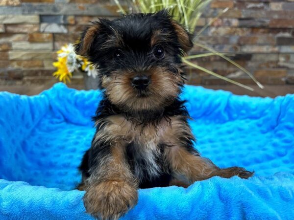 Yorkshire Terrier-DOG-Male-Black & Tan-2971-Petland Katy - Houston, Texas