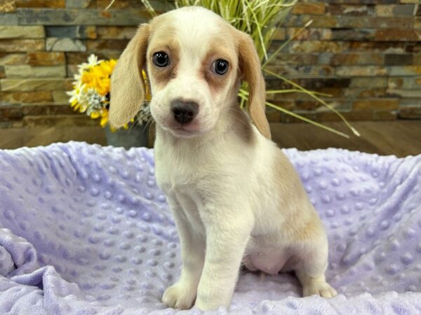 Beagle-Dog-Female-Lemon & White-2985-Petland Katy - Houston, Texas