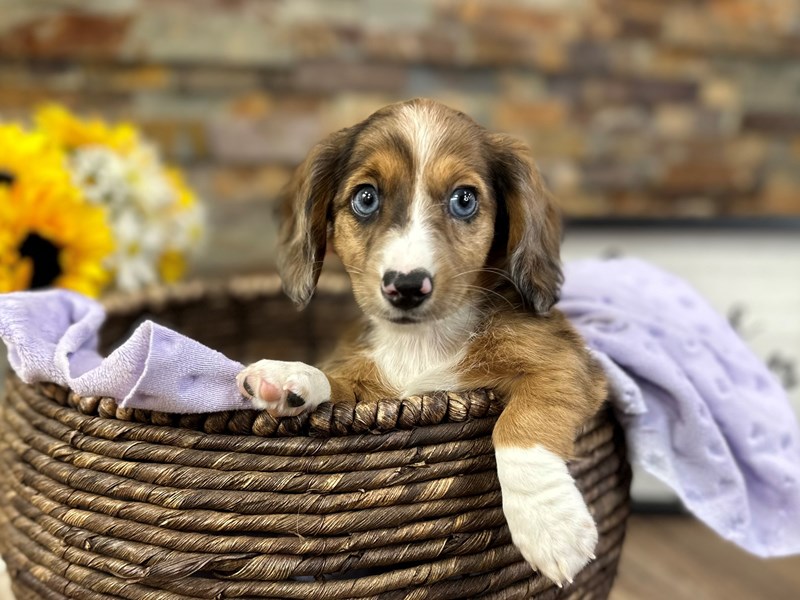 Dachshund Dog Female Red Dapple w/White 2996