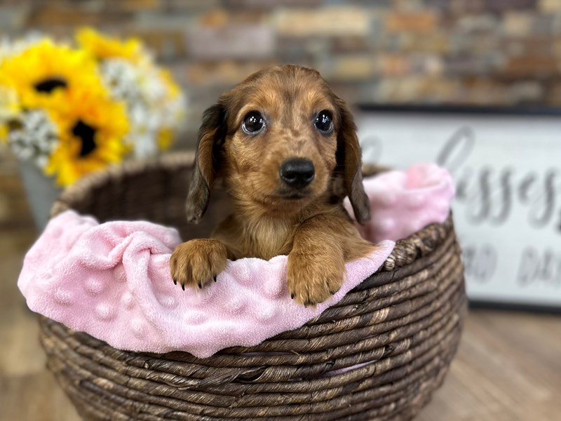 Dachshund Dog Female Red Dapple 2997