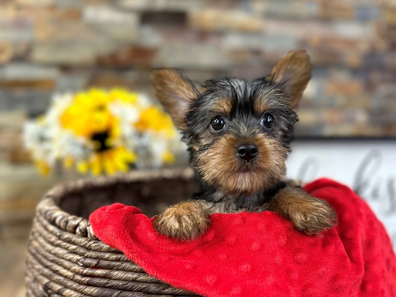 Yorkshire Terrier Dog Male Black & Gold 2989