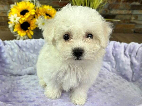 Bichon Frise-DOG-Female-White-3005-Petland Katy - Houston, Texas