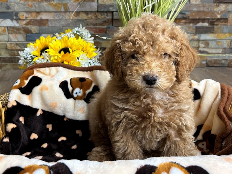 2nd Gen Cockapoo Dog Female Apricot 3003