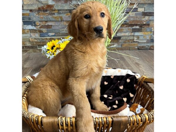 Golden Retriever-DOG-Female-Dark Golden-3002-Petland Katy - Houston, Texas