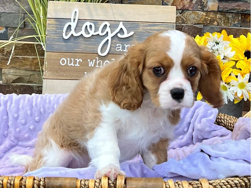 Cavalier King Charles Spaniel Dog Female Blenheim 2999