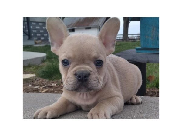 French Bulldog-DOG-Male-Fawn-3083-Petland Katy - Houston, Texas