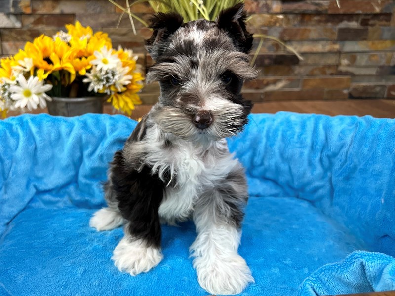 Miniature Schnauzer Dog Male Chocolate Merle 3025