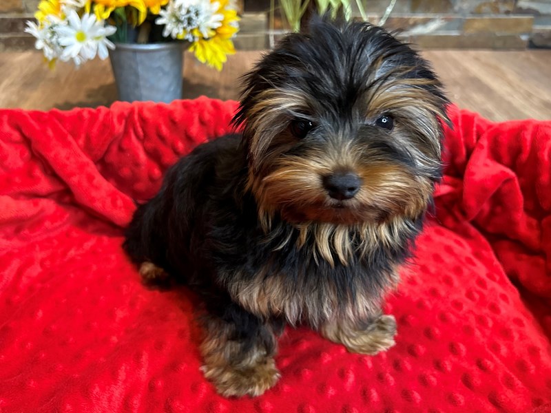 Yorkshire Terrier Dog Male Blue & Gold 3020