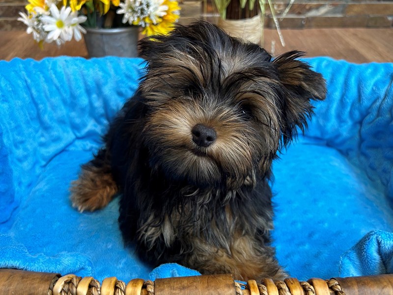 Yorkshire Terrier Dog Male Blue & Gold 3019
