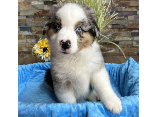 Miniature American Shepherd-DOG-Male-Blue Merle w/Tan Points-3017-Petland Katy - Houston, Texas