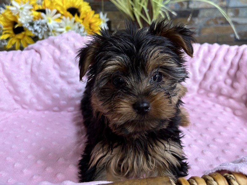 Yorkshire Terrier Dog Female Black & Tan 3022
