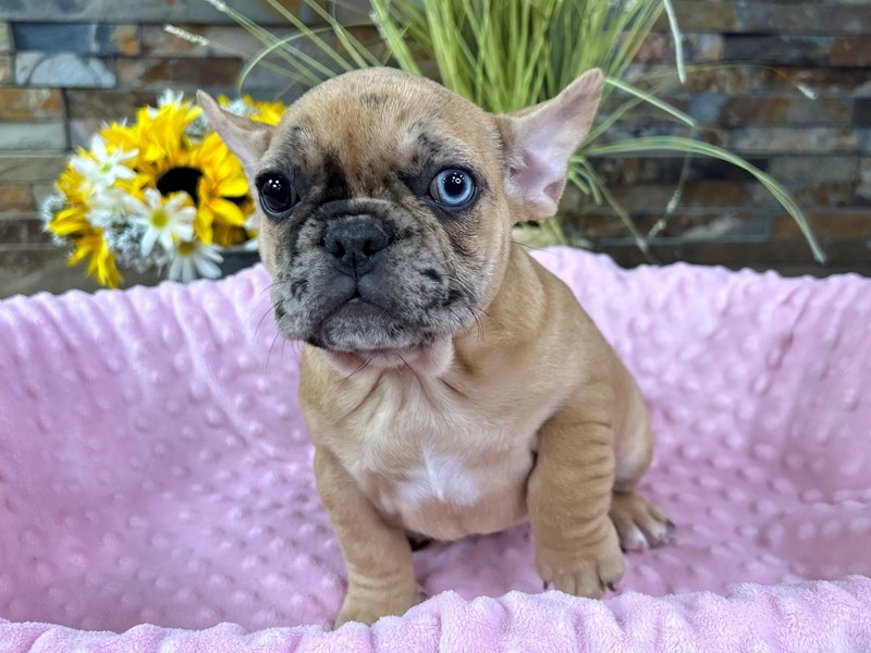 French Bulldog Dog Female Fawn Merle 3033