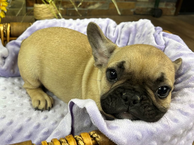 French Bulldog Dog Female Fawn w/Black Mask 3032