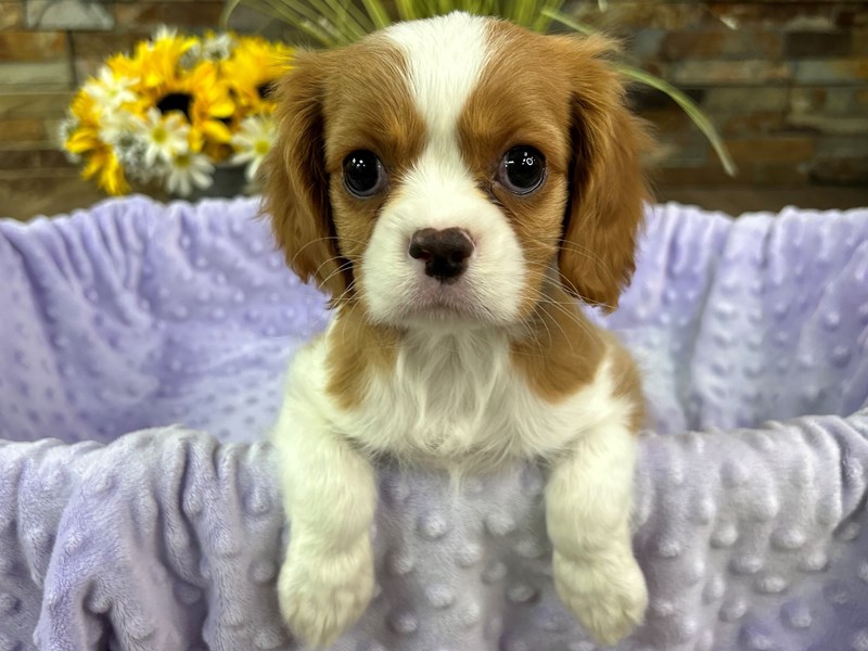 Cavalier King Charles Spaniel Dog Female Blenheim 3028