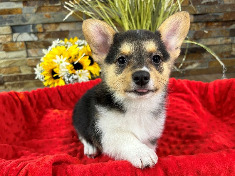 Corgi Inhouston Pembroke Welsh Corgi Small Animal Back Tri ID:3036 Located at Petland ...