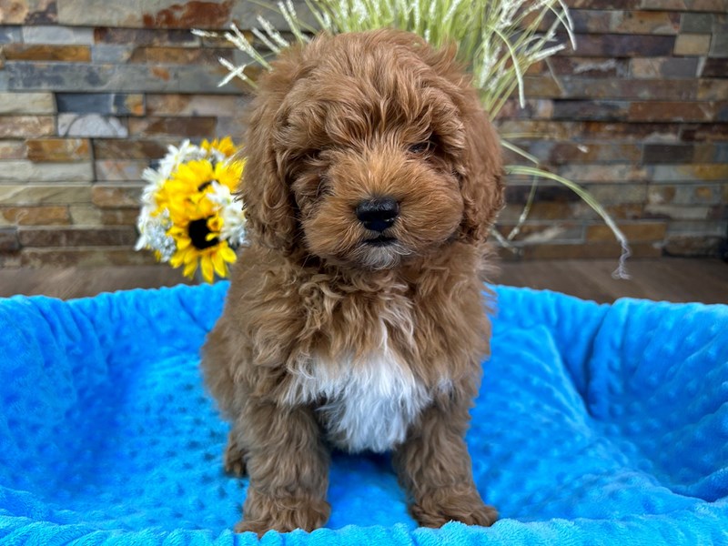 F1B Mini Goldendoodle Dog Male Red 3046