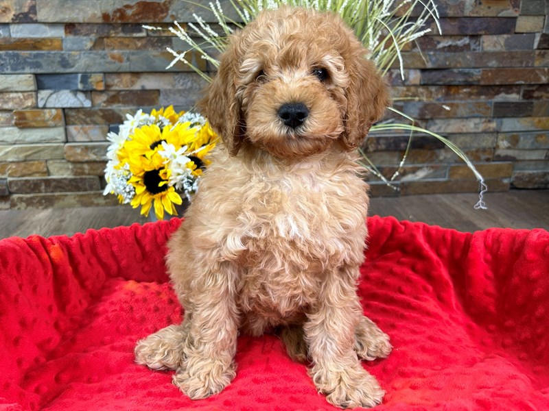 F1B Mini Goldendoodle Dog Male Golden 3047