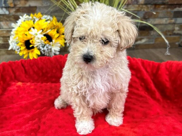 Miniature Poodle-DOG-Male-Cream-3044-Petland Katy - Houston, Texas