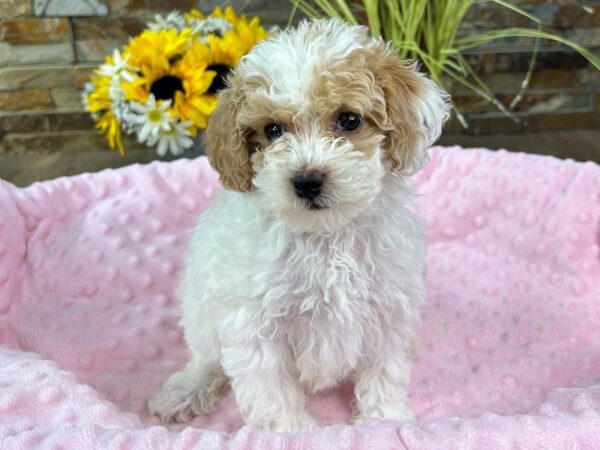 Miniature Poodle-DOG-Female-White & Red-3045-Petland Katy - Houston, Texas